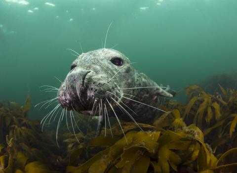 Grey Seal