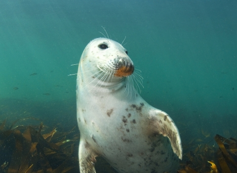 Grey Seal