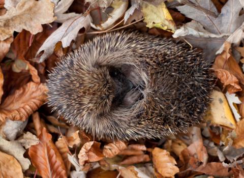 Hedgehog