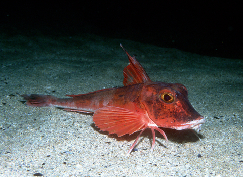 Red gurnard