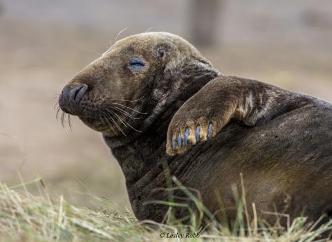 Seal