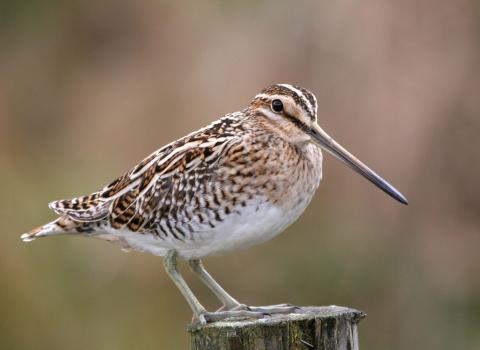 Snipe
