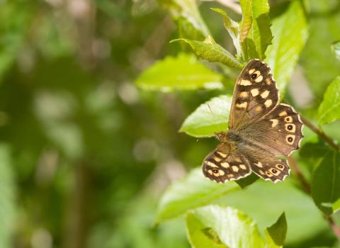 Speckled Wood Butterfly