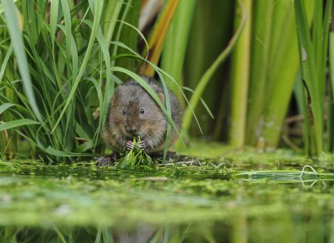 Water Vole