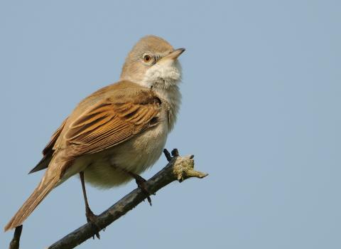 Whitethroat