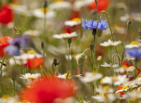 Wildflowers