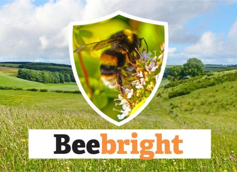 Beebright