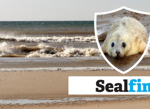 Sealfin