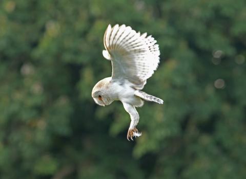 Barn Owl