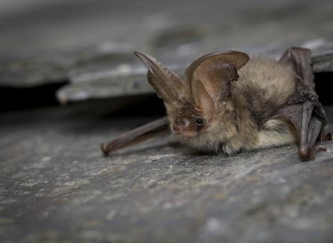 Brown Long Eared Bat