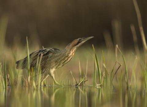 Bittern