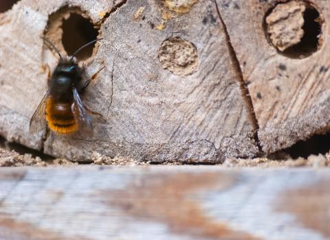 Bug hotel