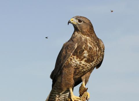 Buzzard