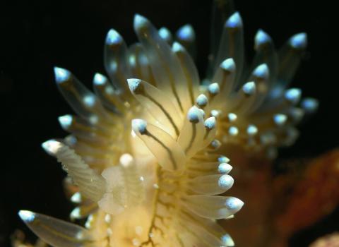 Crystal sea slug
