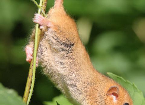 Dormouse