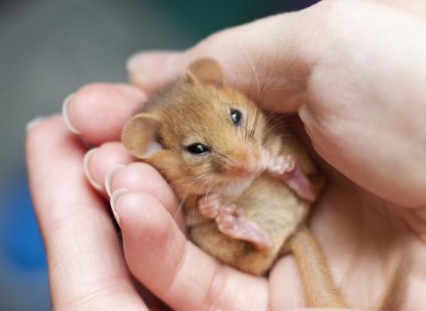 Dormouse