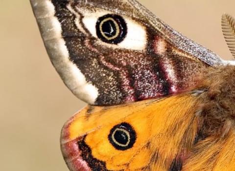 Emperor Moth