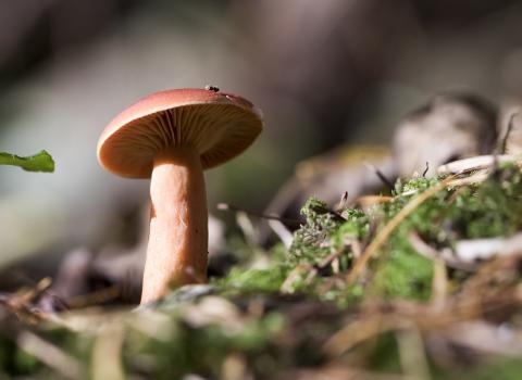 Milk Cap Fungi