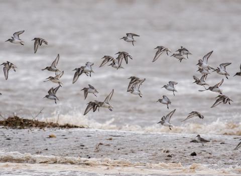 Golden Plover