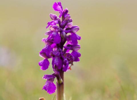 Green-winged orchid