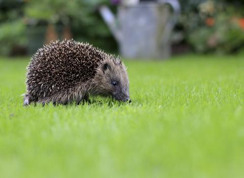 Hedgehog