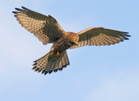 Kestrel