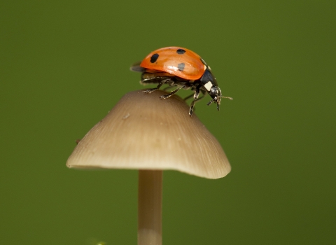 Ladybird