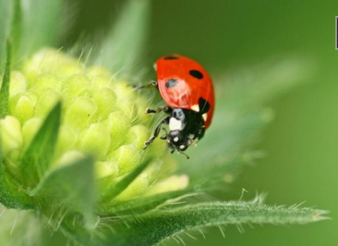 Ladybird