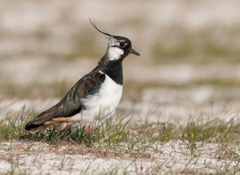 Lapwing