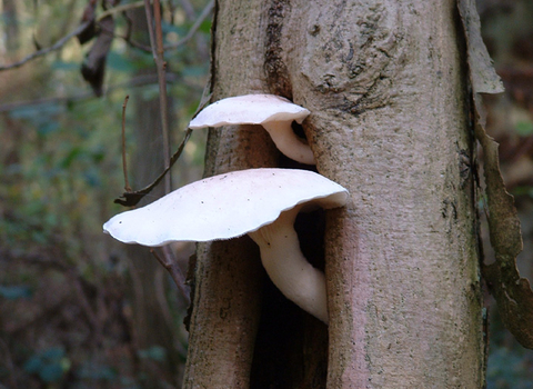 Legbourne Wood