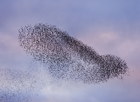 Starling Murmuration