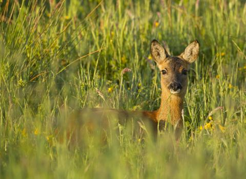 Roe Deer