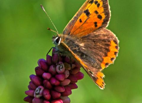 Small copper butterfly