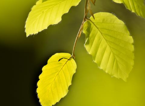 Beech tree