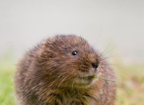 Water Vole