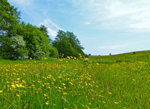 Snipe Dales meadow