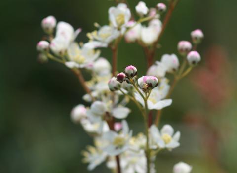 Dropwort