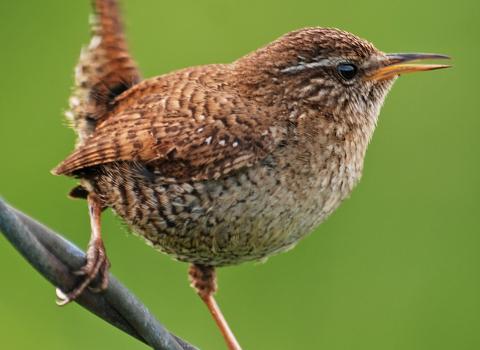 Wren