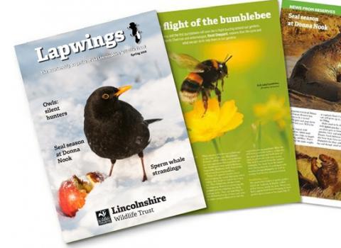 Lapwings magazine
