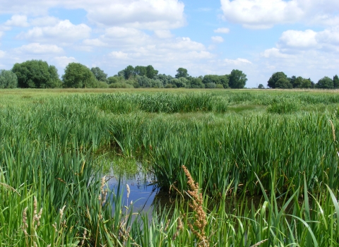 Baston Fen