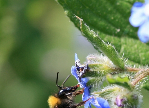 Buff tailed bumblebee