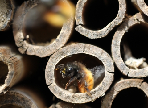 Bee hotel