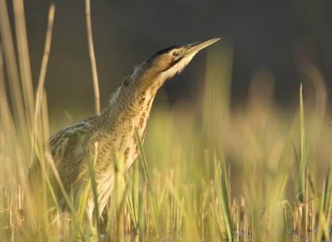 Bittern