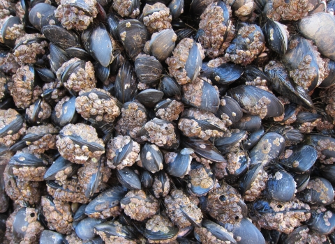 Blue Mussels