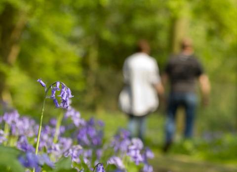 Bluebells