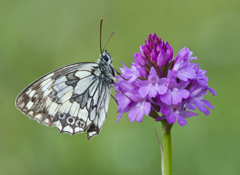 Marbled white butterfly