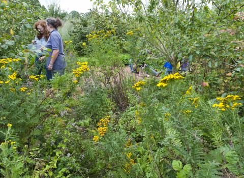 Community garden