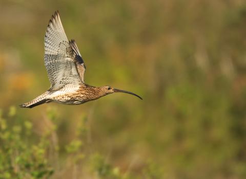 Curlew