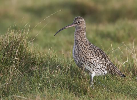 Curlew