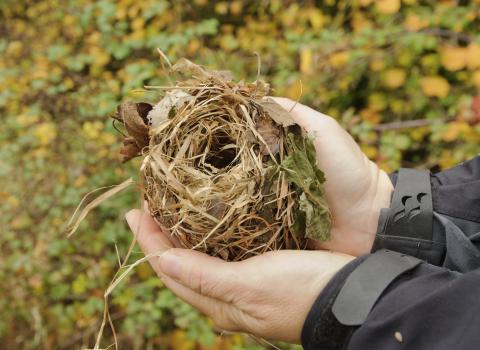 Dormouse nest